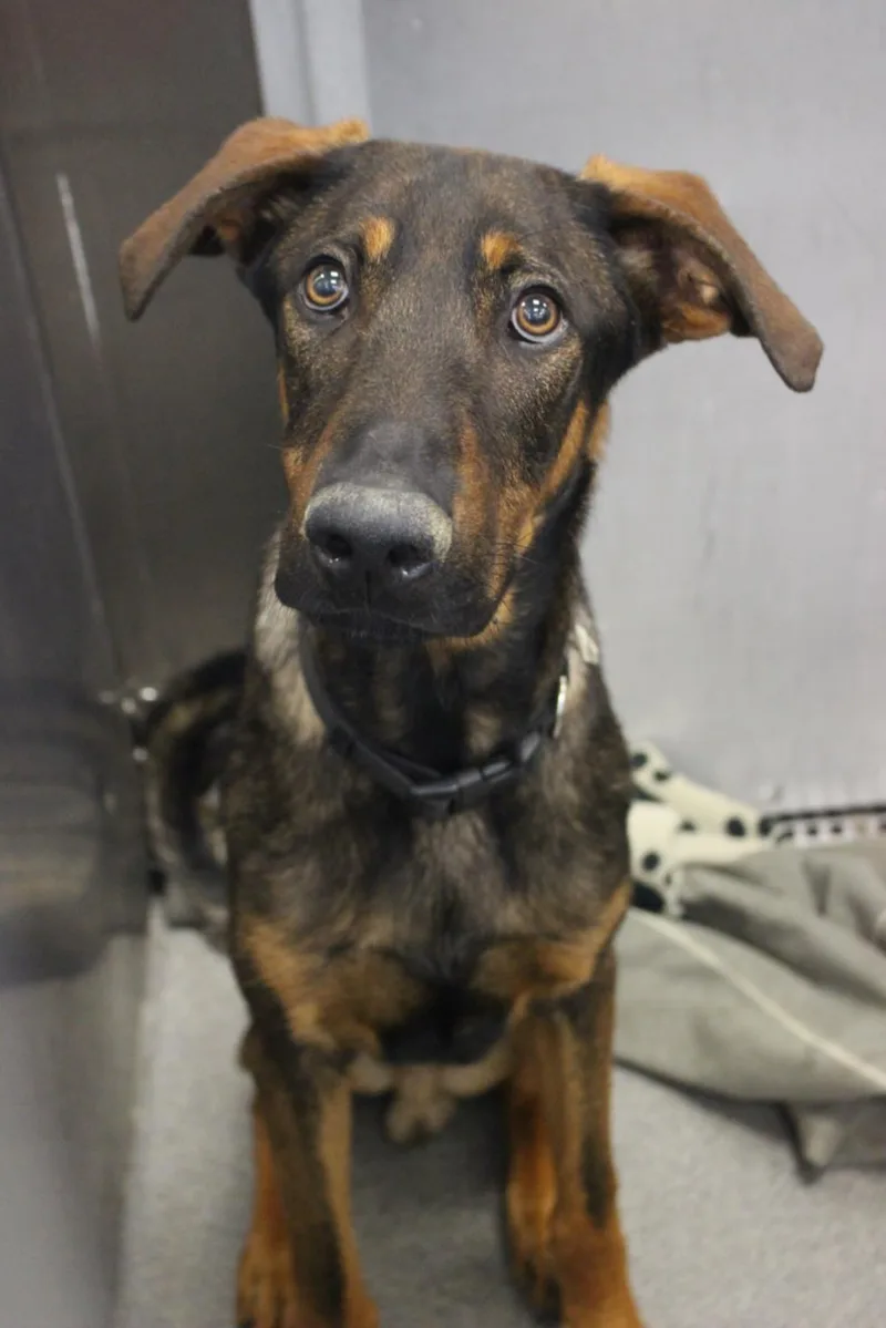 An adult large-sized male Mixed Breed dog named Uzi for adoption in Dallas, TX