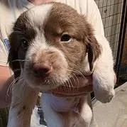 A young medium-sized male Labrador Retriever dog named Smolder Bravestone for adoption in Fargo, ND