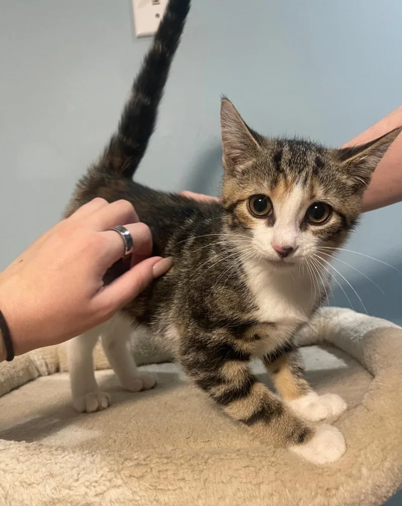 A baby medium-sized female Torbie Domestic Short Hair cat named Blossom for adoption in Clayton, NJ