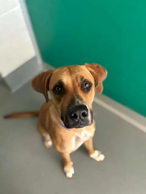 A young medium-sized male Rhodesian Ridgeback dog named Han Solo for adoption in Visalia, CA
