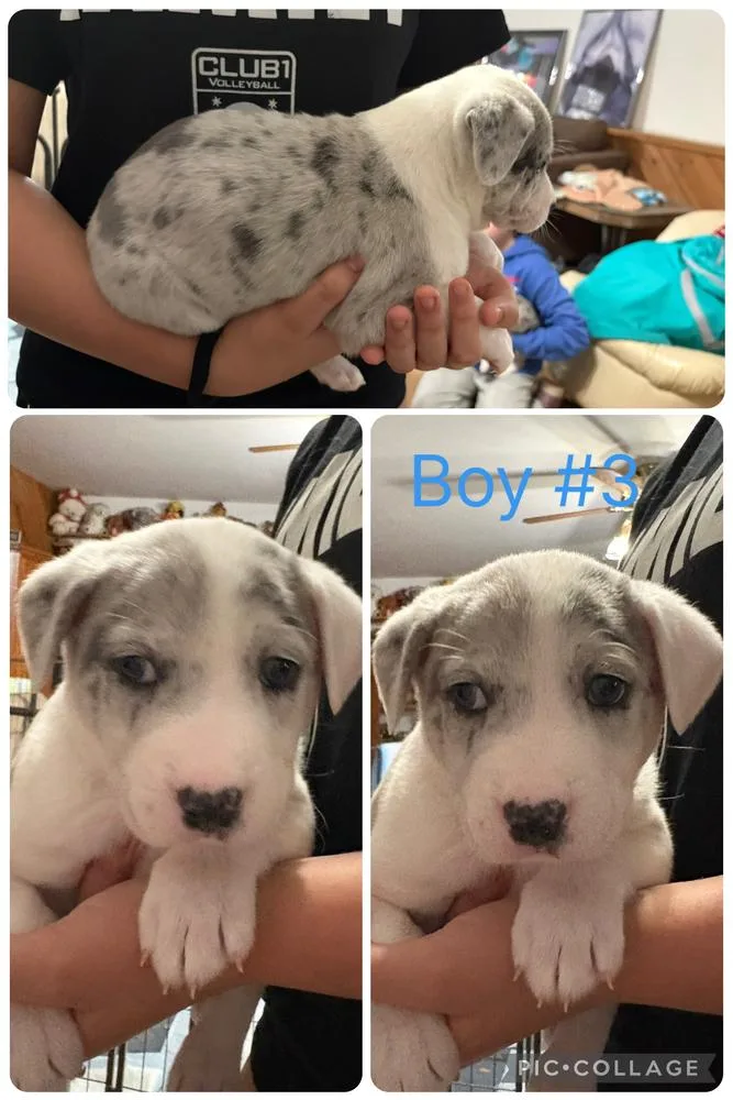 A baby medium-sized male Bicolor Catahoula Leopard Dog dog named Peyton for adoption in Naperville, IL