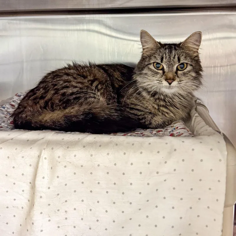 A young medium-sized female Brown / Chocolate Domestic Medium Hair cat named Wendy for adoption in Kennebunk, ME