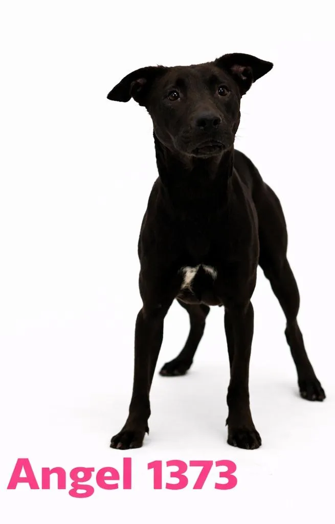 An adult large-sized female Mixed Breed dog named Angel for adoption in Bossier City, LA