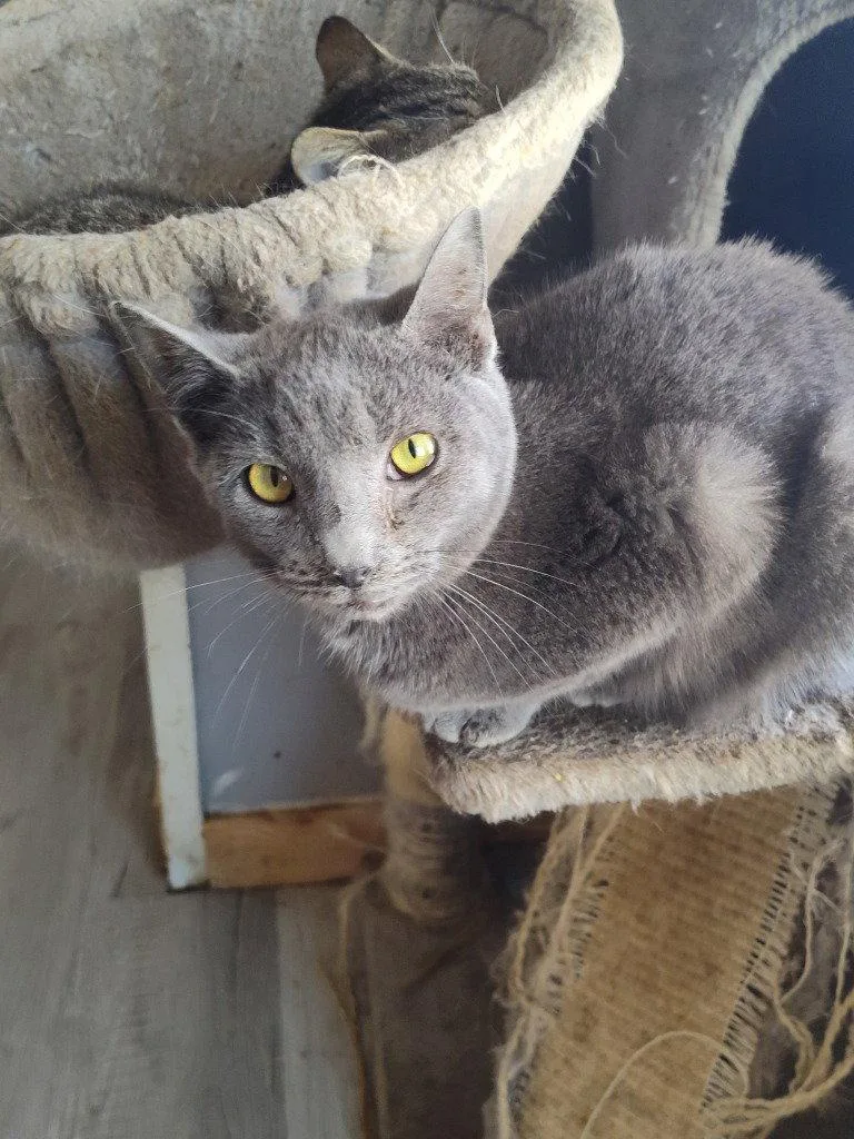An adult medium-sized male Domestic Short Hair cat named Troll for adoption in Cromwell, KY