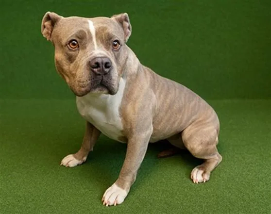 An adult large-sized female Pit Bull Terrier dog named Delta for adoption in Lancaster, CA