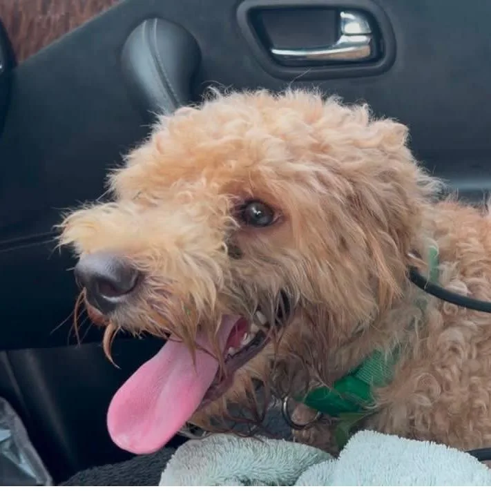 An adult small-sized male Brown / Chocolate Miniature Poodle dog named Eddy for adoption in West Chester, PA