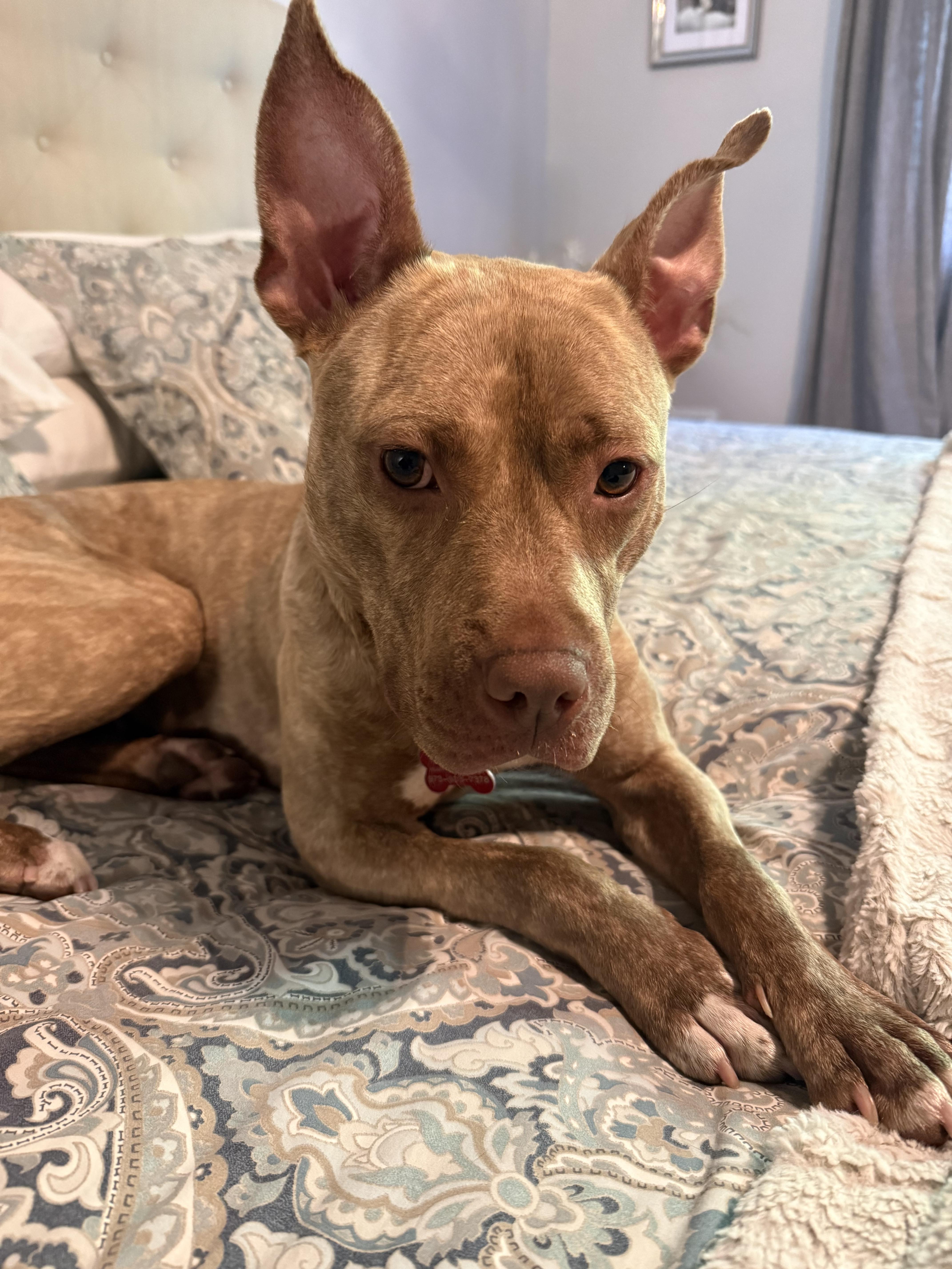An adult medium-sized female Pit Bull Terrier dog named Lola for adoption in Succasunna, NJ