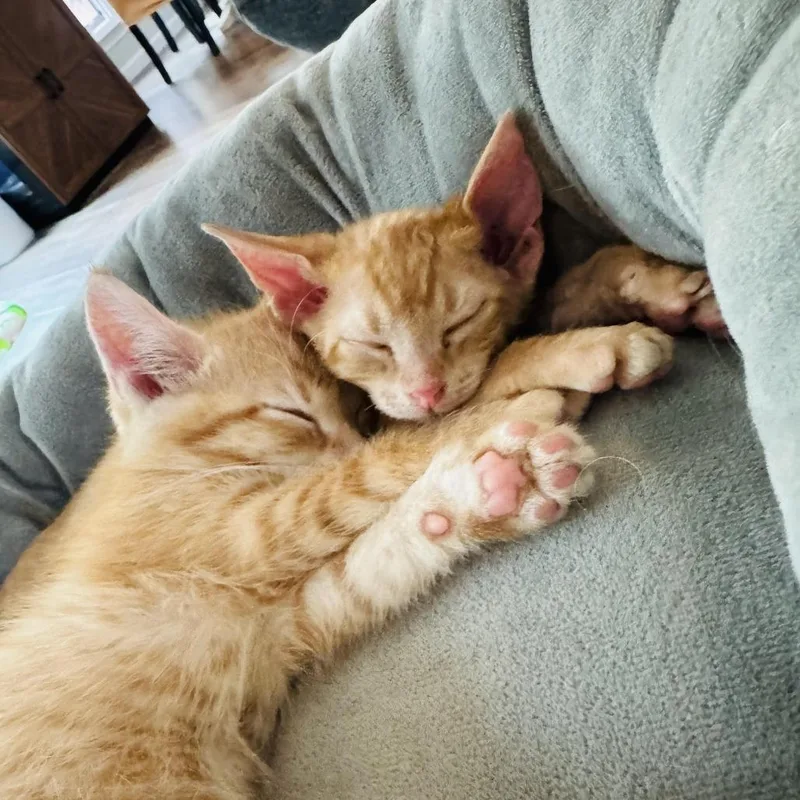 A baby small-sized male Orange / Red Domestic Short Hair cat named Sunny and Tango for adoption in Fort Worth, TX