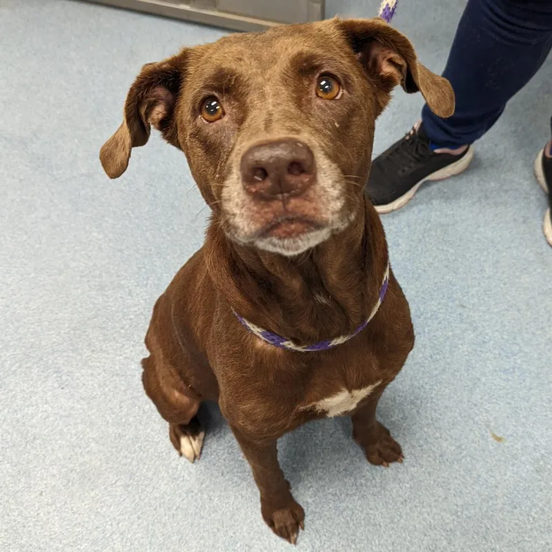 A senior medium-sized female Brown / Chocolate Mixed Breed dog named Matilda for adoption in Gainesville, FL