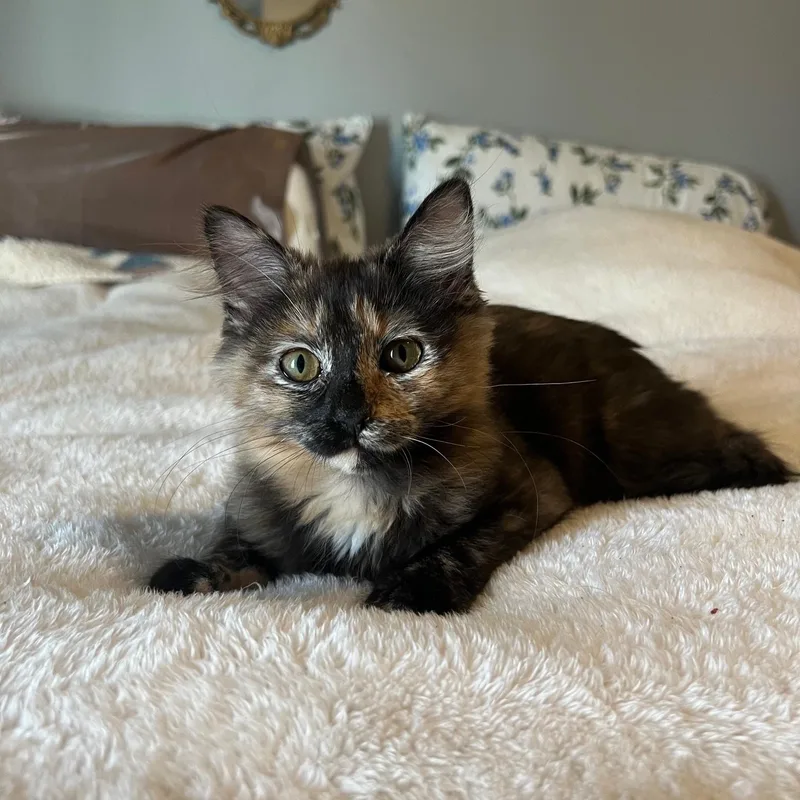 Lou Bonded Pair With thumbnail 2