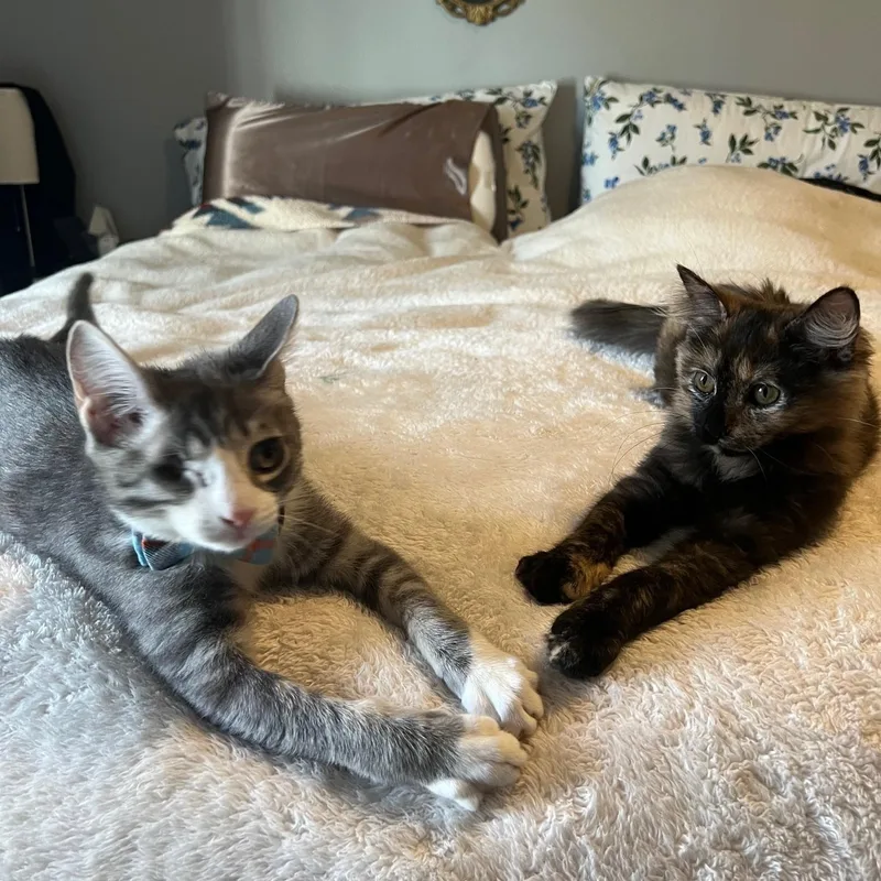 Lou Bonded Pair With thumbnail 3