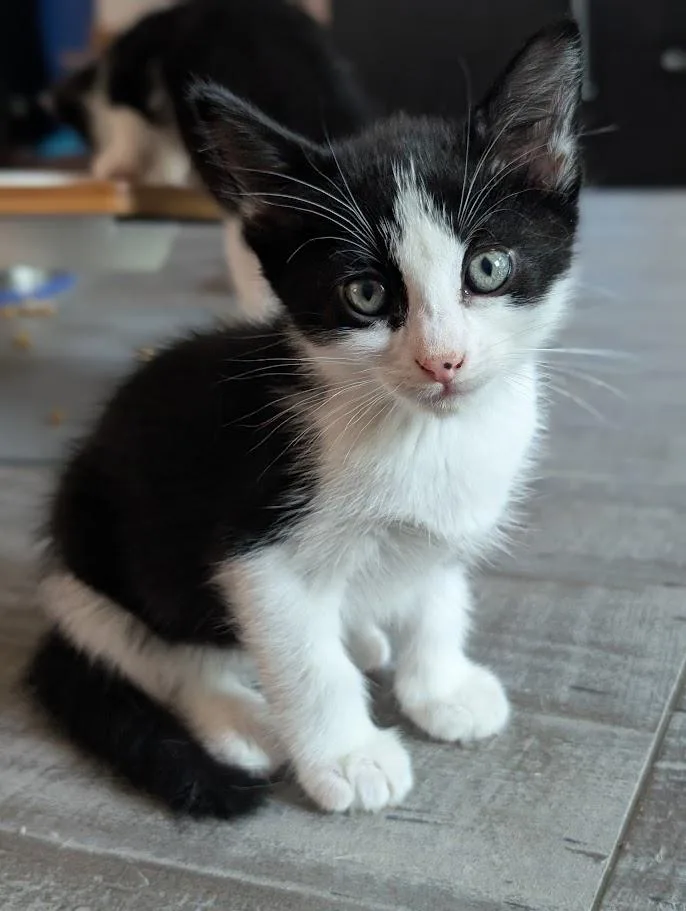 A baby medium-sized male Domestic Short Hair cat named Hamish A for adoption in Plano, TX