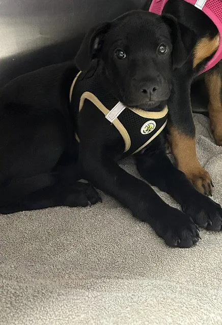 A young medium-sized female Rottweiler dog named Bear  week female for adoption in Sterling, MA