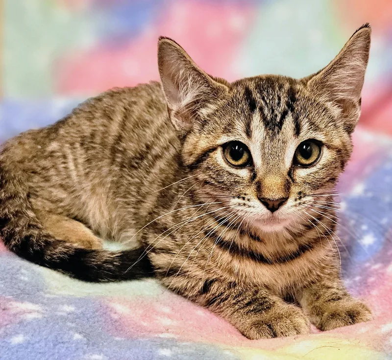 A baby medium-sized female Tabby (Brown / Chocolate) Domestic Short Hair cat named Daisy  Rancho Cucamonga for adoption in Yorba Linda, CA