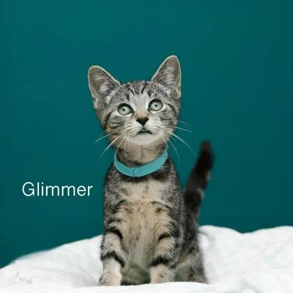 A baby small-sized female Domestic Short Hair cat named Glimmer for adoption in Parma, OH