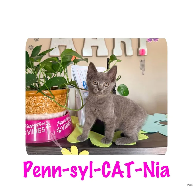 A baby small-sized female Gray / Blue / Silver Domestic Short Hair cat named PennsylCATNia for adoption in Ashland, KY