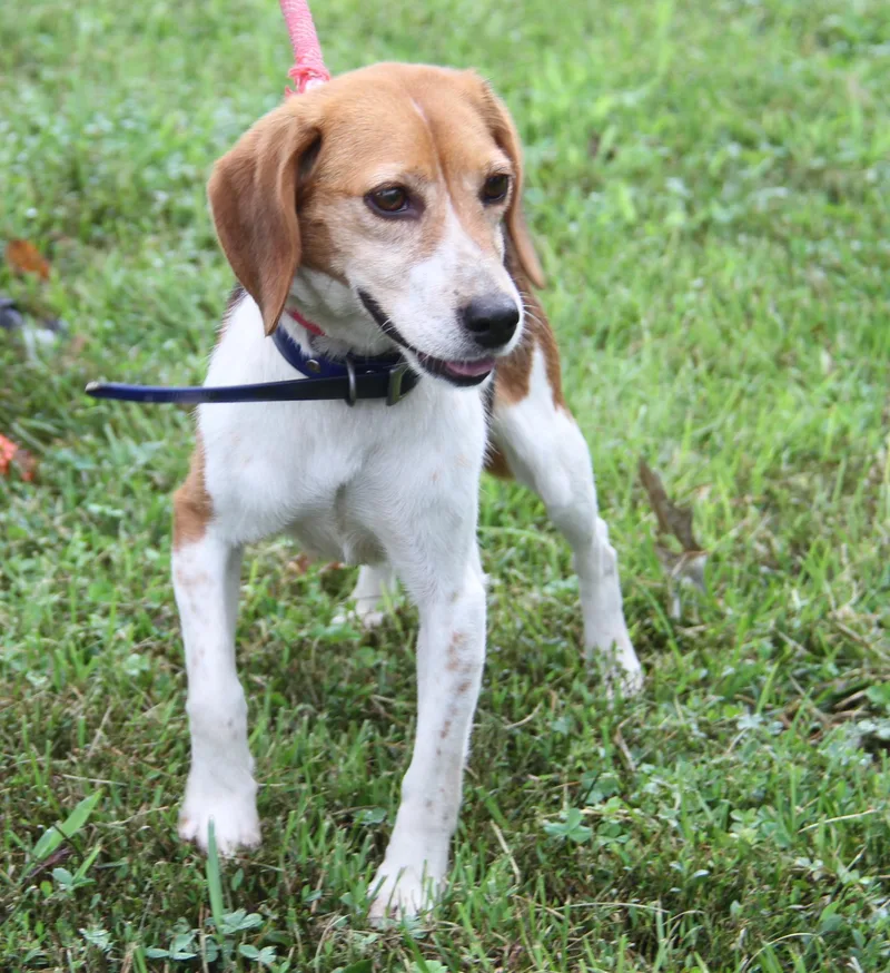 An adult small-sized female Tricolor (Brown, Black, & White) Beagle dog named Skittles for adoption in Marietta, OH