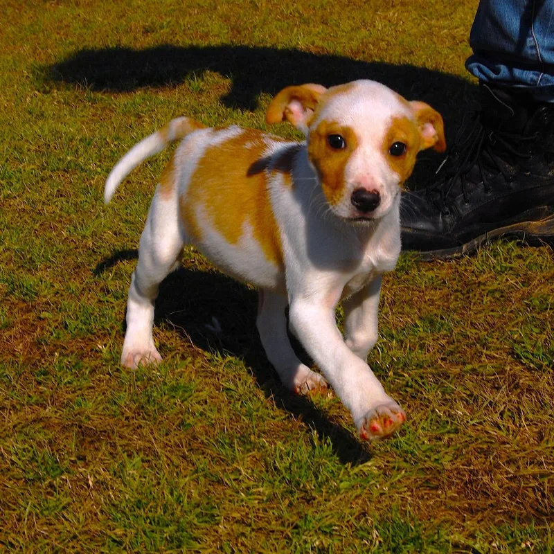 Ct Snapdragon thumbnail 2