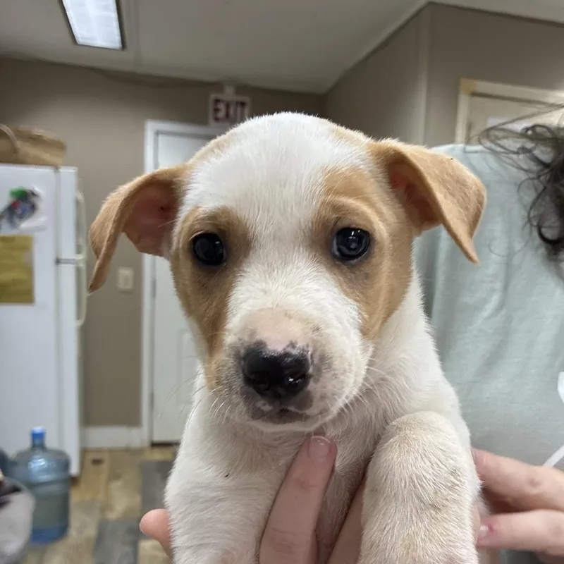 Ct Snapdragon thumbnail 3