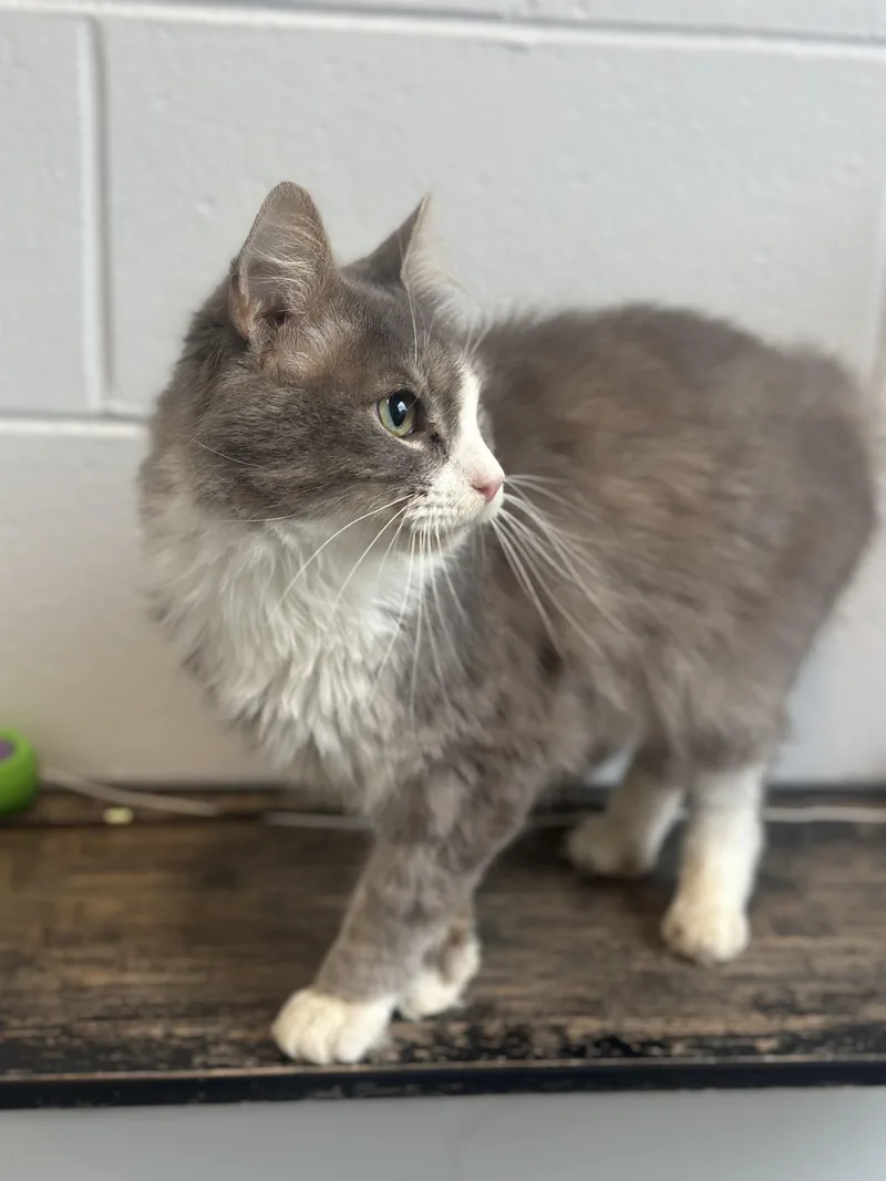 An adult medium-sized male Gray & White Domestic Medium Hair cat named Jay for adoption in Stafford, VA