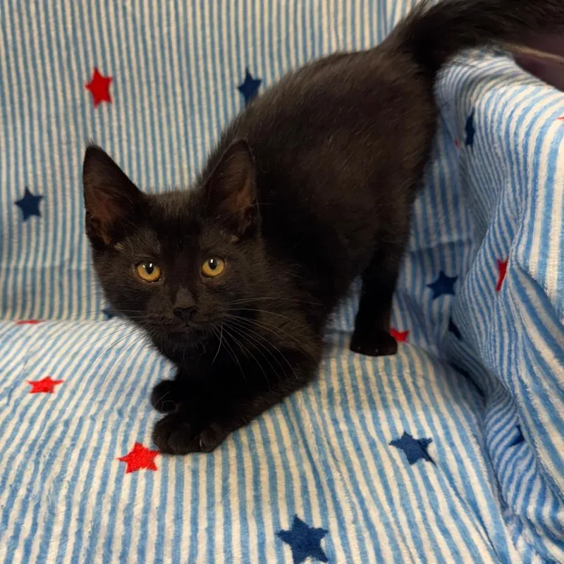 A baby small-sized female Black Domestic Short Hair cat named Harley for adoption in Kittanning, PA