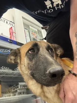 An adult large-sized female German Shepherd Dog dog named Maze Runner for adoption in Fresno, CA