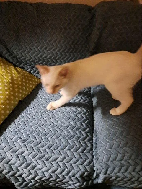 Chekov
