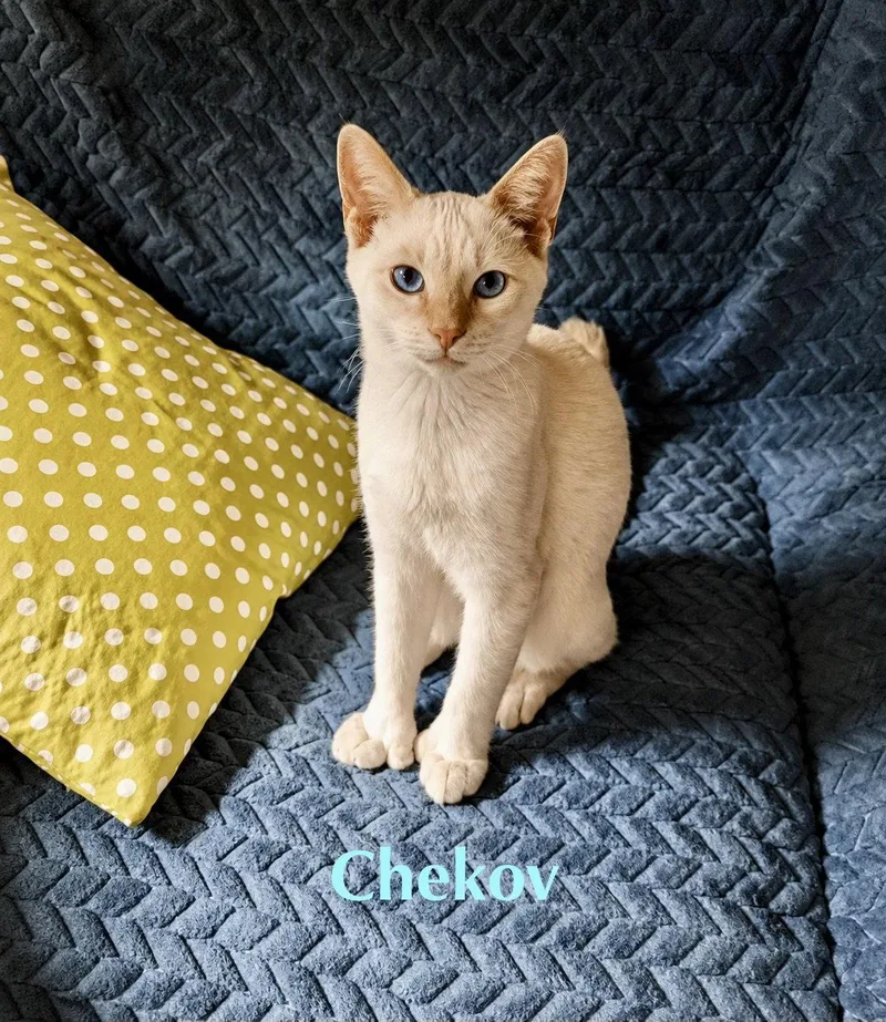 Chekov thumbnail 3