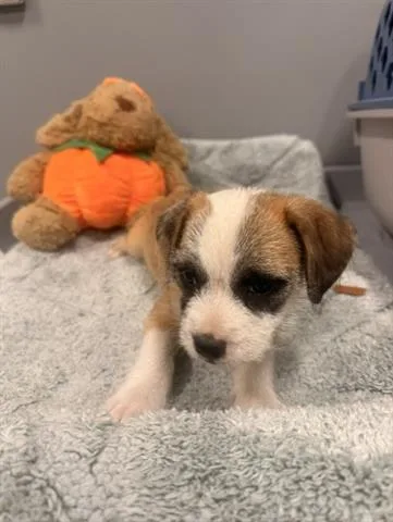 A baby small-sized male Terrier dog named Bonnie for adoption in San Martin, CA