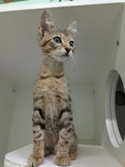 An adult small-sized male Domestic Short Hair cat named Rory for adoption in Mansfield, TX