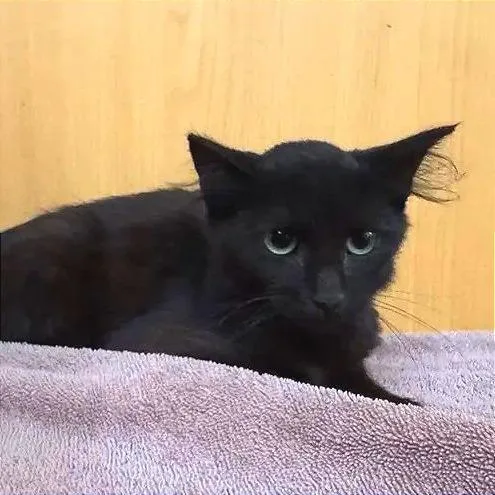A baby small-sized female Domestic Medium Hair cat named Susie for adoption in Saint Louis, MO