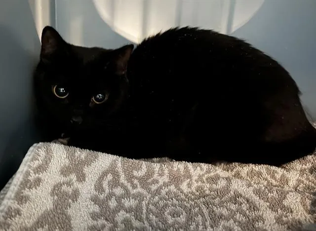 A young medium-sized female Domestic Short Hair cat named Cuttlefish for adoption in Boston, MA
