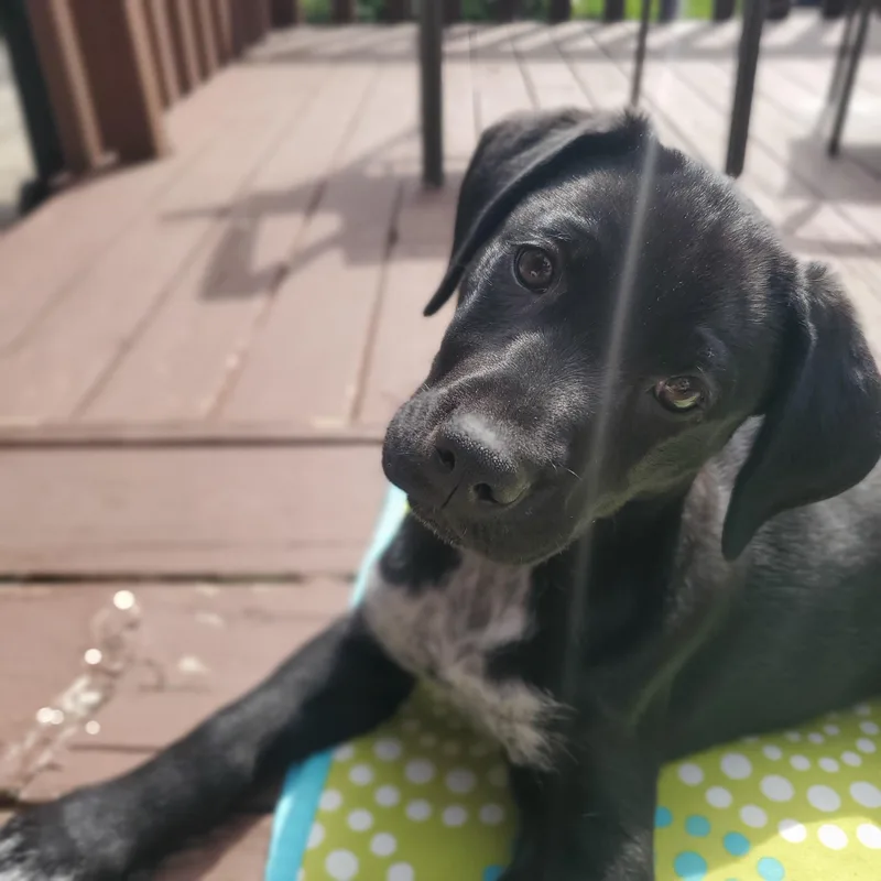 A baby large-sized female Black Labrador Retriever dog named Ahsoka for adoption in Detroit, MI