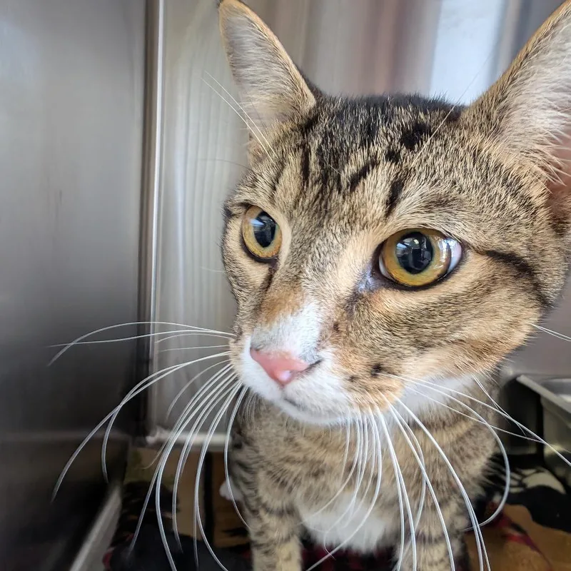 A young medium-sized male Brown / Chocolate Domestic Short Hair cat named Paul for adoption in Blairsville, GA