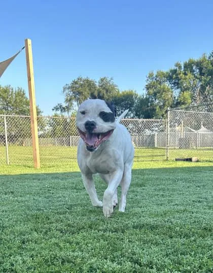 An adult large-sized male Fox Terrier dog named Maverick for adoption in St. Anne, IL