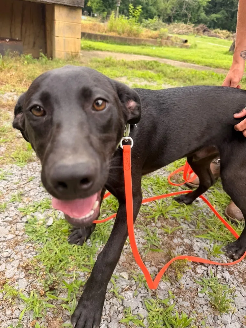 A baby large-sized male Labrador Retriever dog named Scout for adoption in Westport, CT