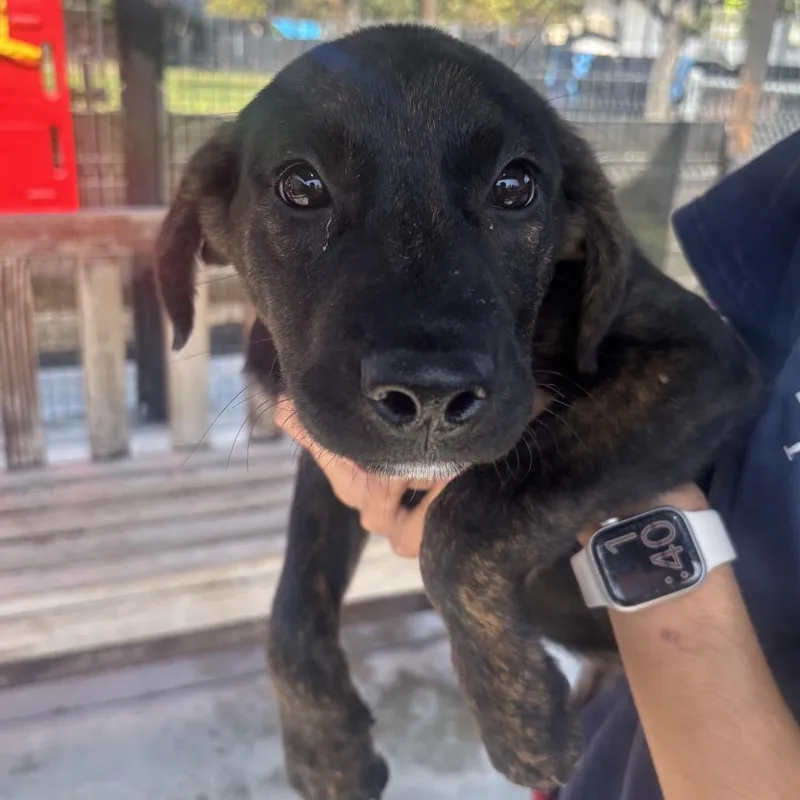 A baby small-sized female Labrador Retriever dog named Coral for adoption in Hawthorne, CA