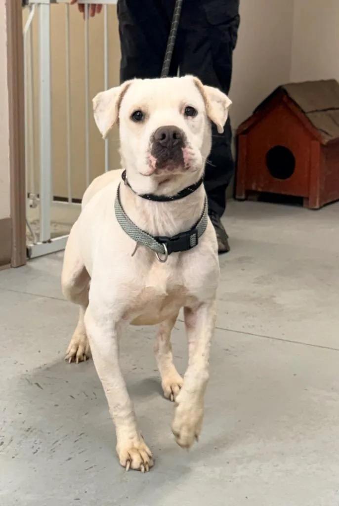 An adult medium-sized male Pit Bull Terrier dog named Carter for adoption in North Vernon, IN