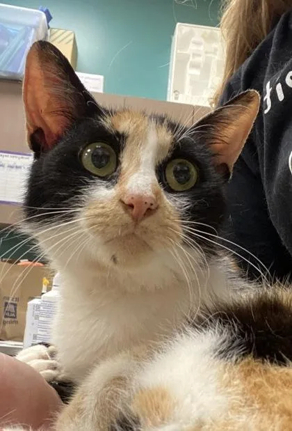 An adult medium-sized female Domestic Short Hair cat named BitOHoney for adoption in Fishers, IN