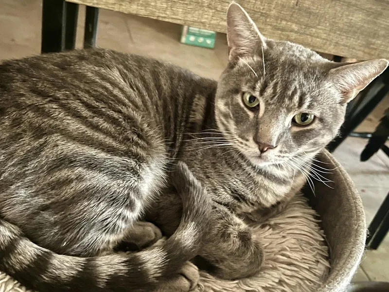 A young medium-sized male Domestic Short Hair cat named Dexter for adoption in Glendale, AZ