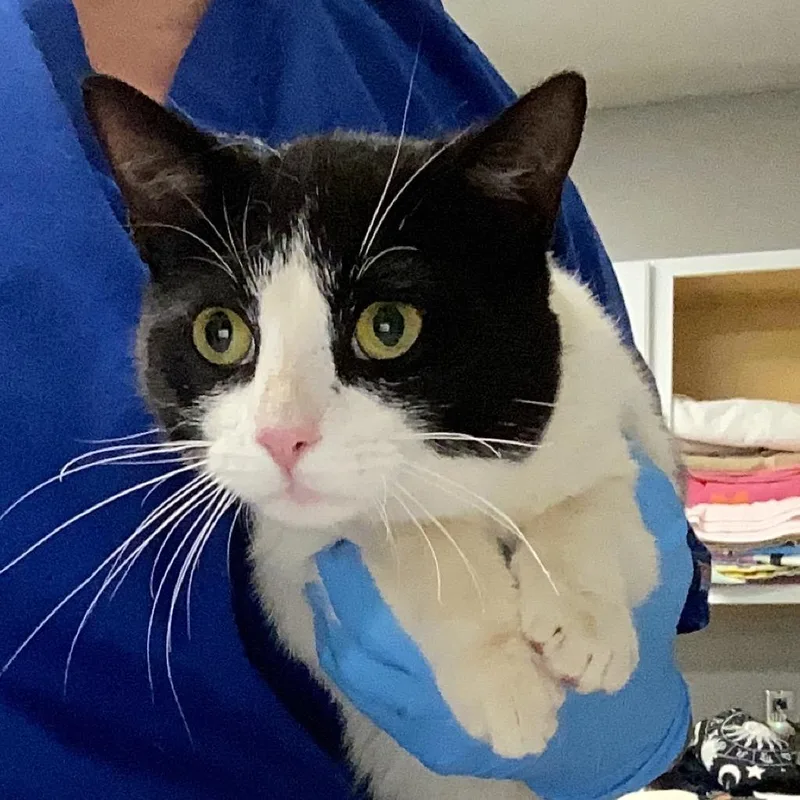 An adult large-sized male Black Domestic Short Hair cat named Jerry for adoption in Greenville, SC