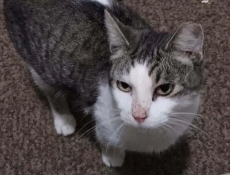 An adult small-sized female Domestic Short Hair cat named Coco for adoption in Spring, TX