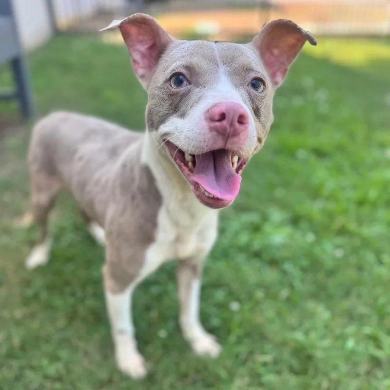 An adult small-sized male Gray / Blue / Silver Mixed Breed dog named Slim Shady for adoption in Brownsboro, AL