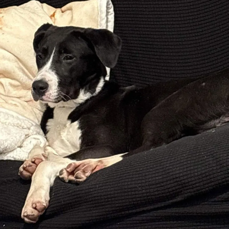 Shirayuki thumbnail 2