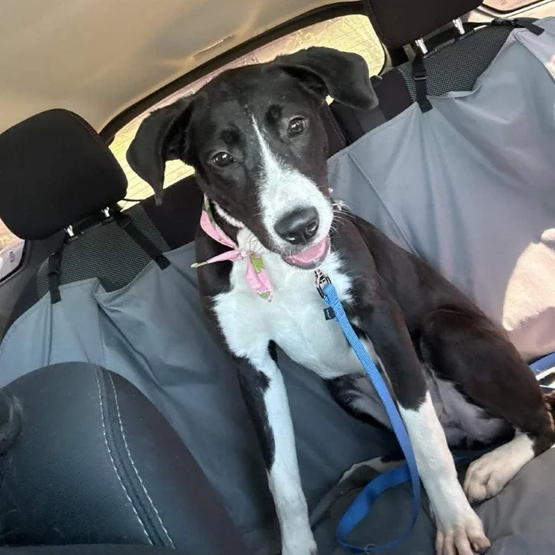 Shirayuki thumbnail 3