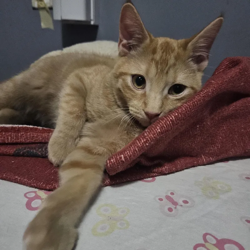 A baby small-sized male Tabby (Orange / Red) Domestic Short Hair cat named Beep Beep Bob for adoption in Richmond, VA