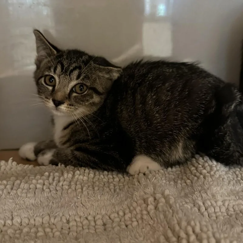 A baby small-sized female Domestic Short Hair cat named Werewolf for adoption in Washington Township, OH