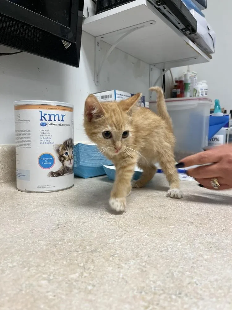 A young small-sized female Orange & White Domestic Short Hair cat named Zyla for adoption in Ontario, CA