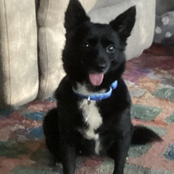 A senior small-sized female Corgi dog named Juniper for adoption in Calabash, NC