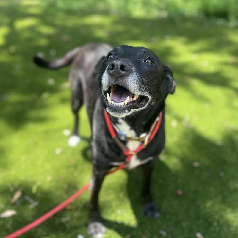 A senior medium-sized female Retriever dog named Dot Aka Sheta for adoption in LOXAHATCHEE, FL